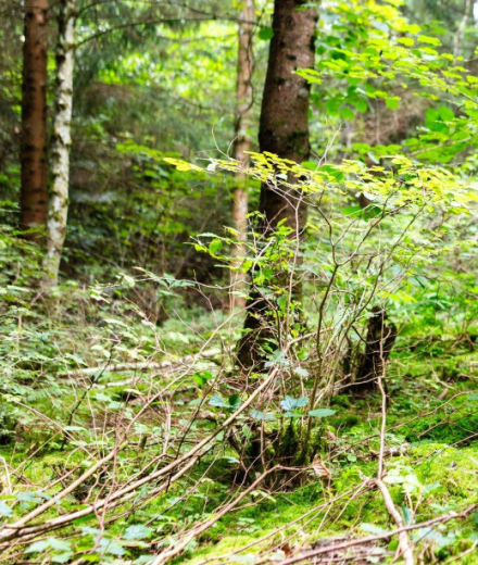 De la forêt à l’assiette : la cueillette sauvage, source d'inspiration des chefs